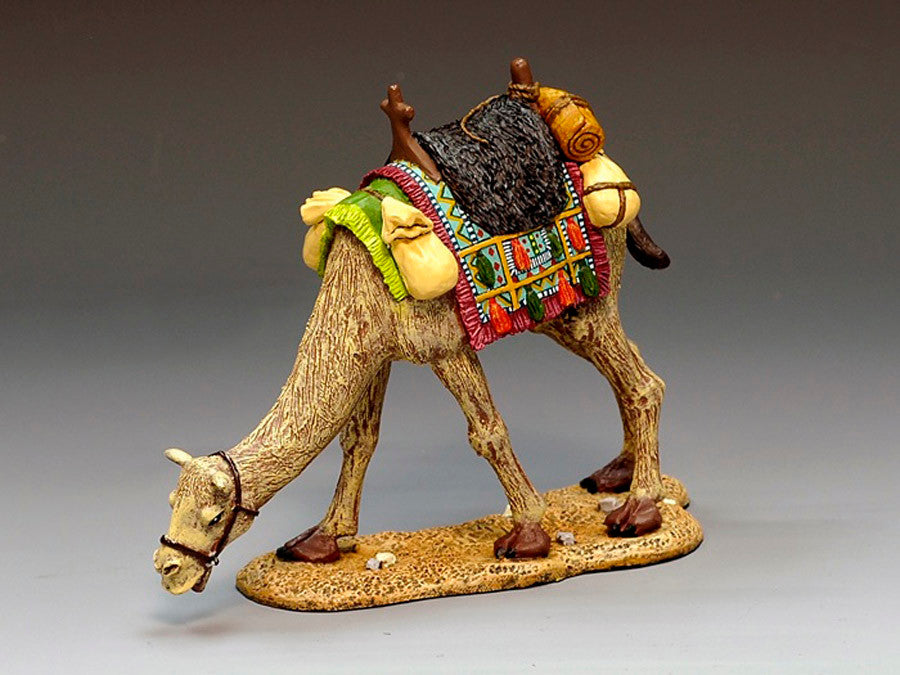 Grazing Camel